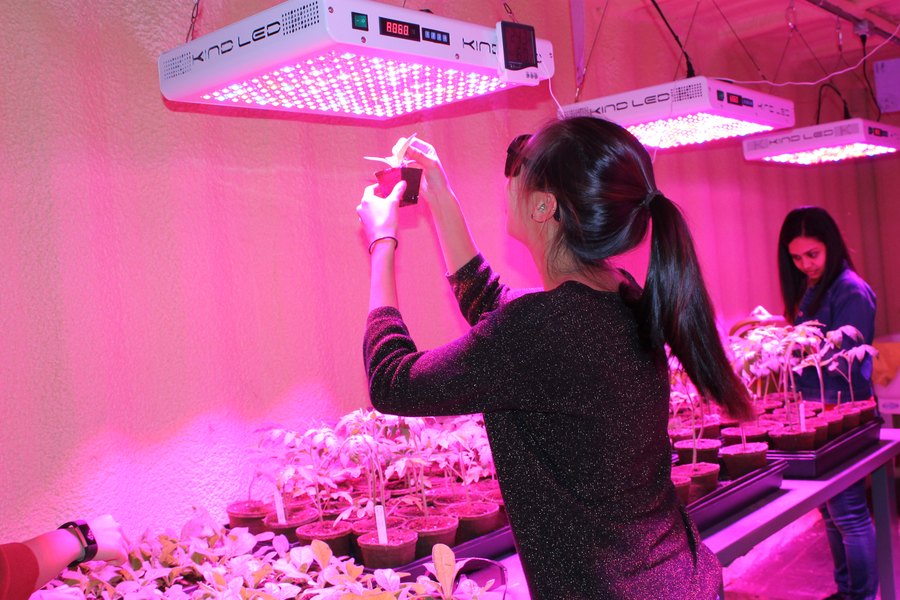 A climate-controlled indoor growth room under LED lighting