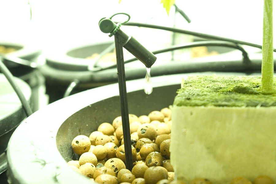 A drip irrigation emitter watering at the base of a plant