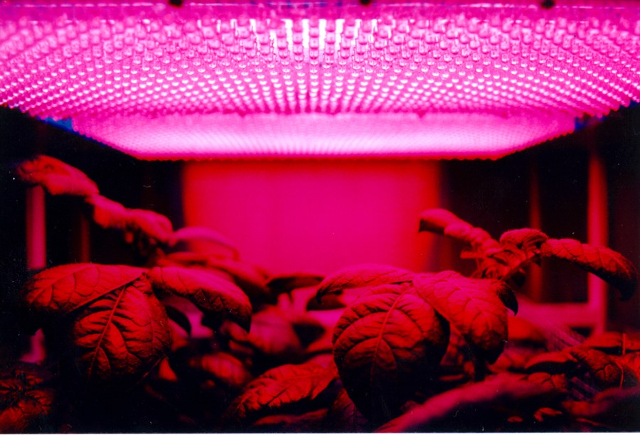An LED grow-light panel over young plants