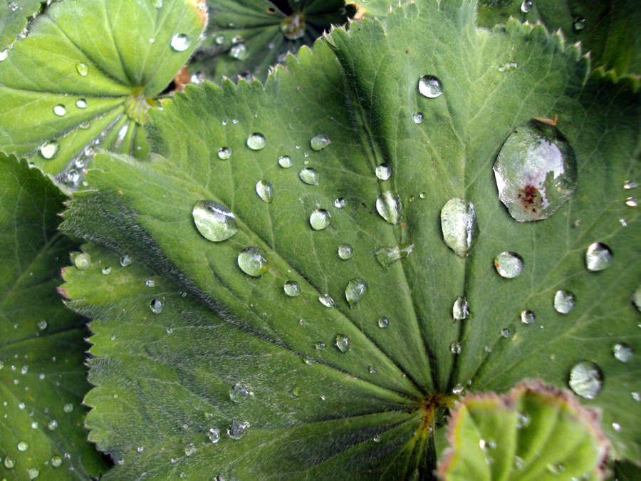 Dew on a leaf, the boundary where air and leaf trade moisture